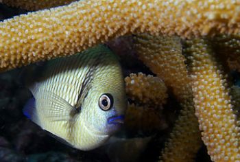 Dascyllus in coral. D-100 Milne Bay , PNG Hide & Seek by Andy Lerner 